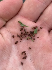 Rumex triangulivalvis