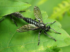 Laphria canis