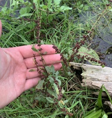 Rumex triangulivalvis