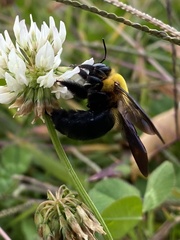 Xylocopa appendiculata