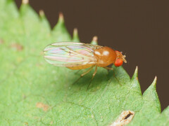 Drosophila