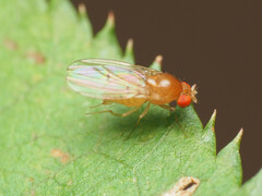 Drosophila