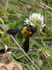 Xylocopa appendiculata