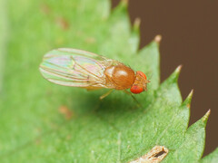 Drosophila