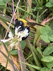 Xylocopa appendiculata