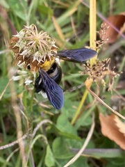 Xylocopa appendiculata