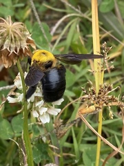 Xylocopa appendiculata