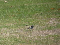 Motacilla alba yarrellii