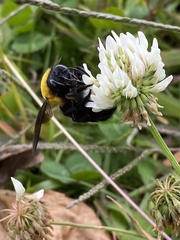 Xylocopa appendiculata