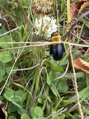 Xylocopa appendiculata