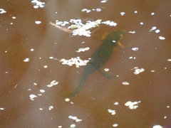 Lissotriton vulgaris