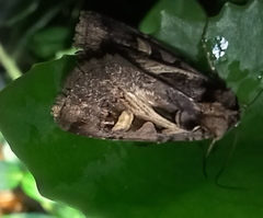 Feltia herilis