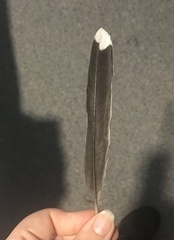 Coracina novaehollandiae