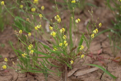 Goodenia lunata