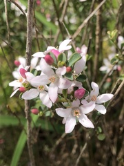 Philotheca verrucosa