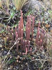 Lycopodiaceae