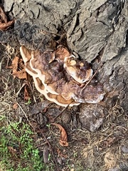 Ganoderma resinaceum