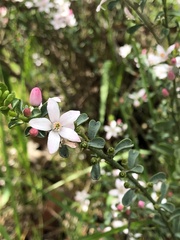 Philotheca verrucosa