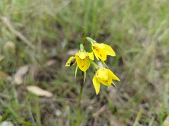 Diuris behrii
