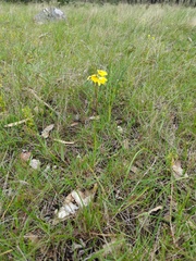 Diuris behrii