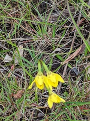 Diuris behrii