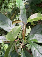 Turpinia formosana