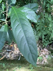 Turpinia formosana
