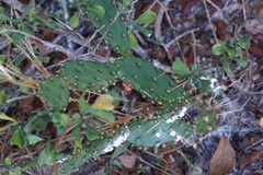 Opuntia austrina