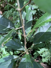 Turpinia formosana