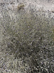 Psorothamnus scoparius