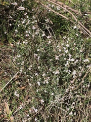 Philotheca verrucosa