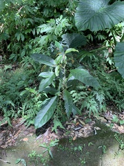 Turpinia formosana