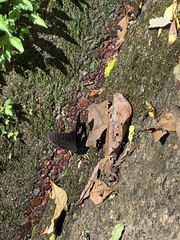Papilio nephelus chaonulus