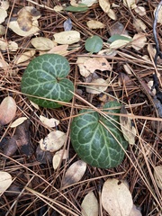 Asarum hartwegii