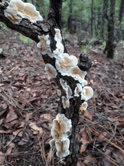 Merulius tremellosus