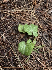 Asarum hartwegii