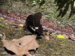 Papilio nephelus chaonulus