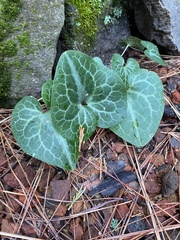 Asarum hartwegii