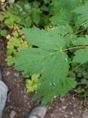 Acer glabrum