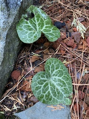 Asarum hartwegii