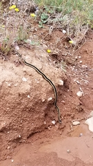 Thamnophis elegans elegans