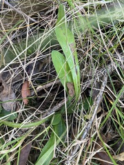 Pilosella piloselloides