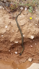 Thamnophis elegans elegans