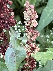 Rumex