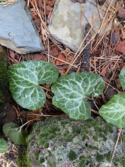 Asarum hartwegii