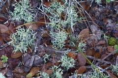 Cladonia leporina