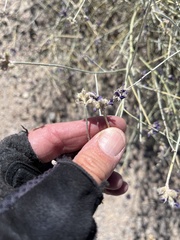 Psorothamnus scoparius