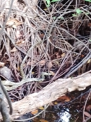 Spilotes pullatus