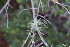 Usnea strigosa
