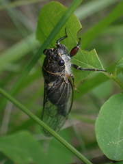 Platypedia